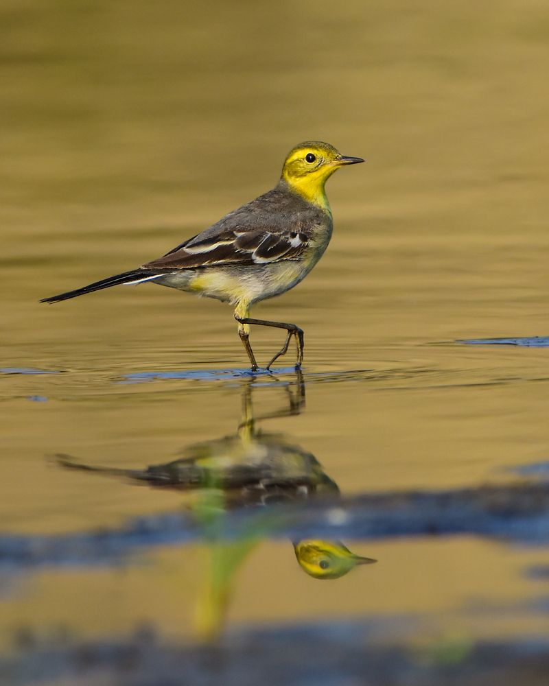 Photograph by Pinak Paul