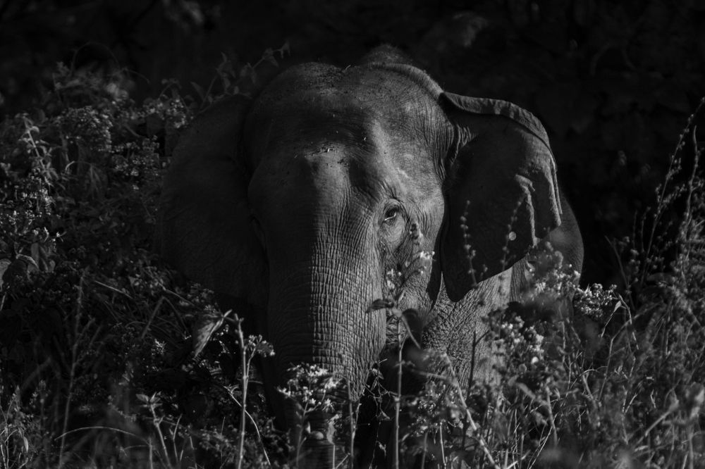 Photograph by Pinak Paul