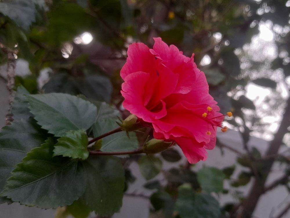 Photograph by Rishav Giri