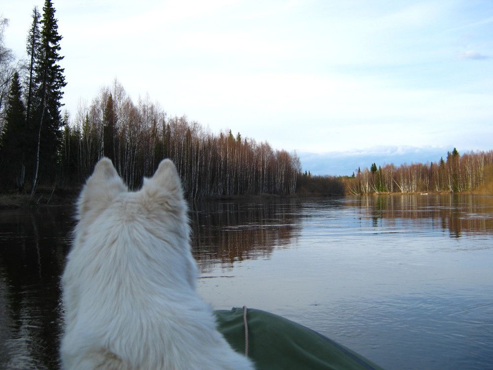 Таежная речка