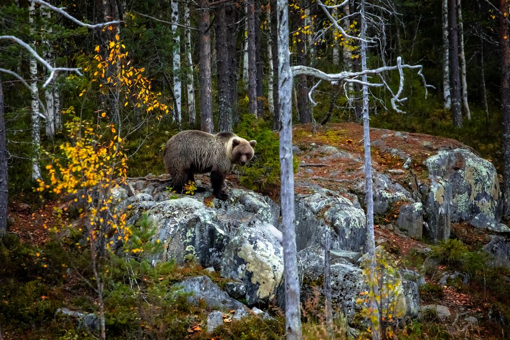 Photograph by Vita Potomova