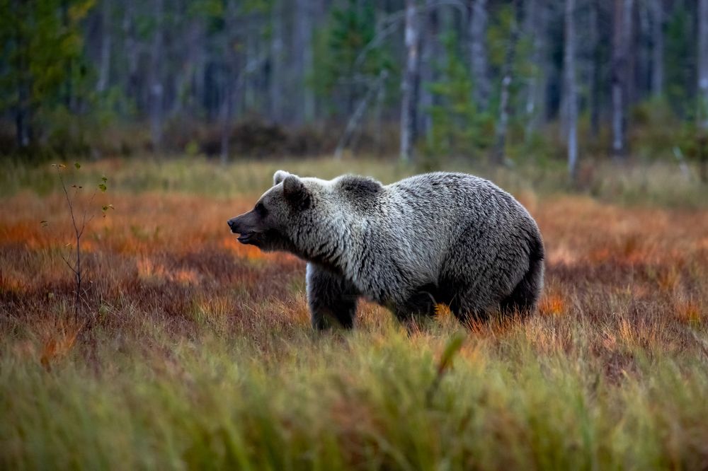 Photograph by Vita Potomova