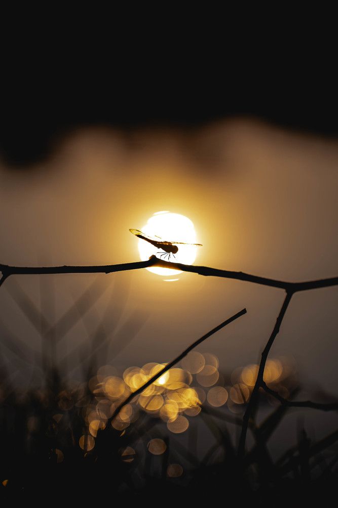 Photograph by Ranvi Al Ashfaq Clickman