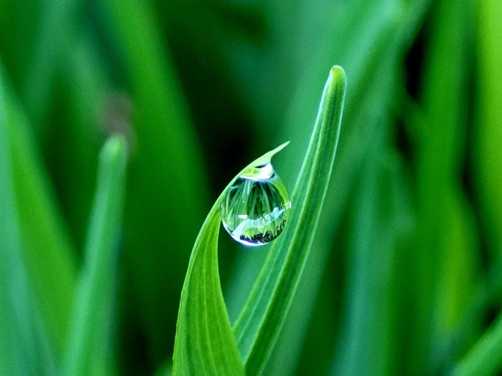 Dewdrop