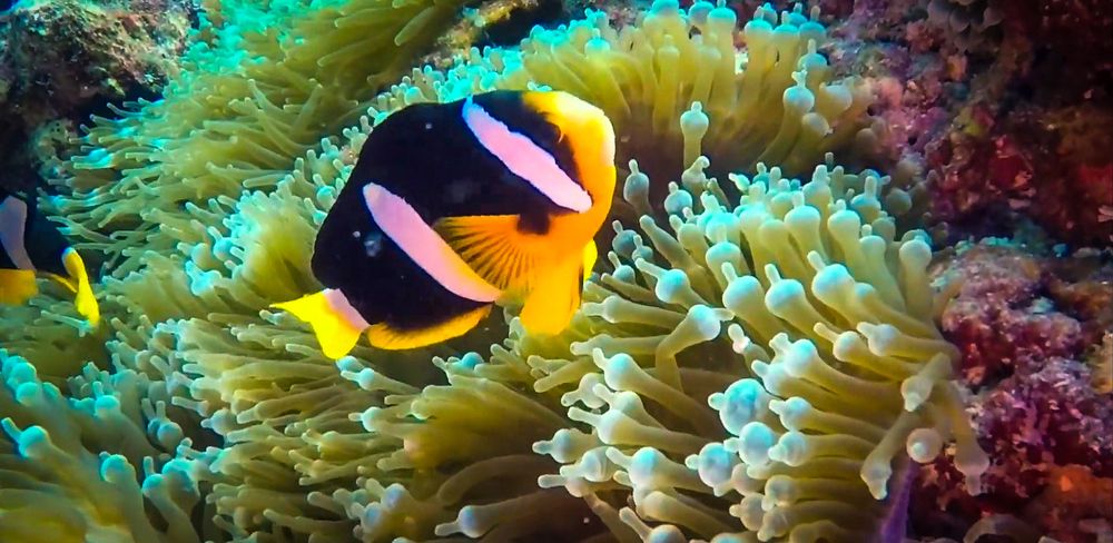 Photograph by Andrey Purtov