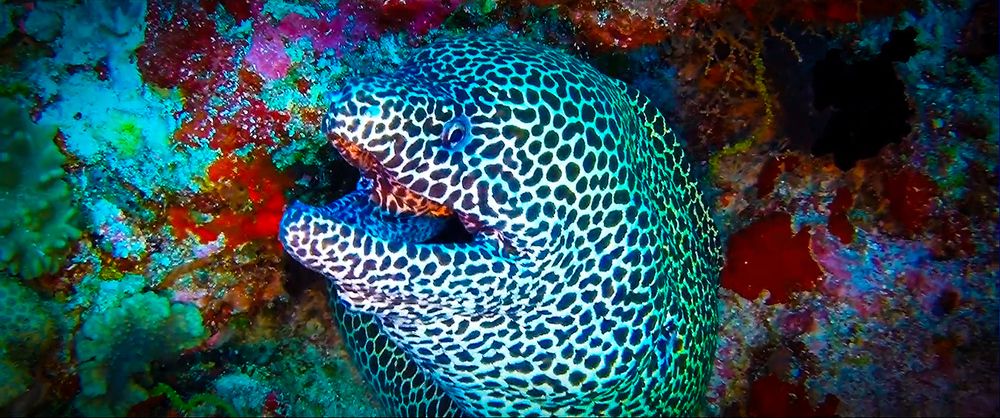 Photograph by Andrey Purtov