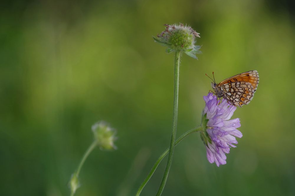 Photograph by Janek Kamja