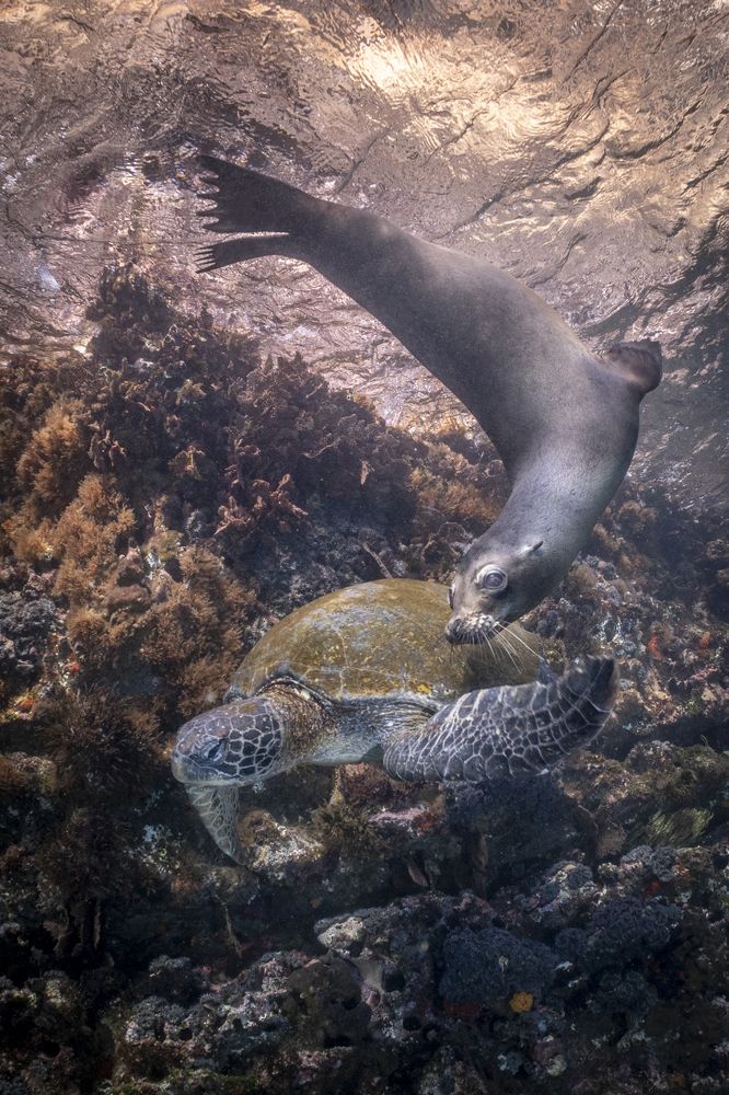 Фотография автора Fabi Fregonesi