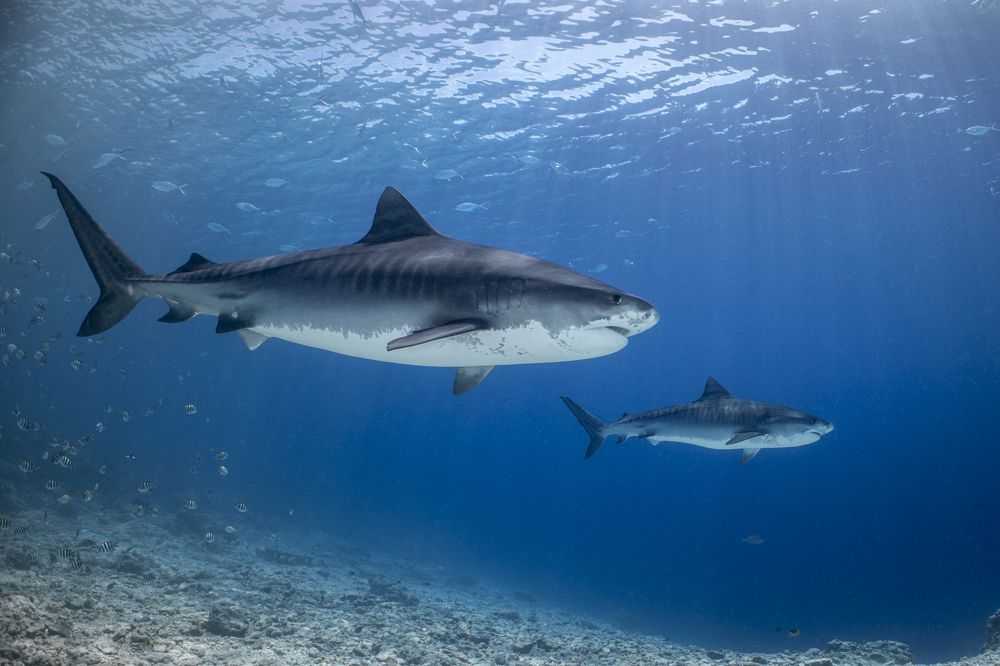 Фотография автора Fabi Fregonesi