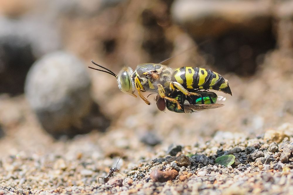 an ant intercepts a wasp carrying a fly to prey on