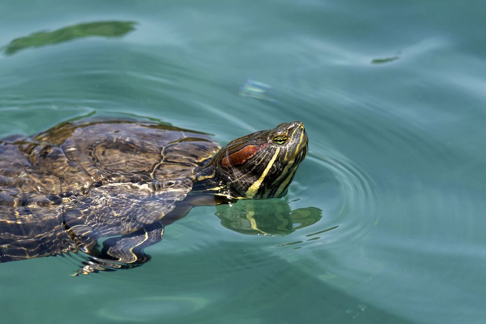 Фотография автора Inga Ivanova