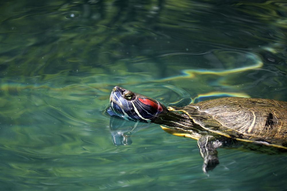 Фотография автора Inga Ivanova