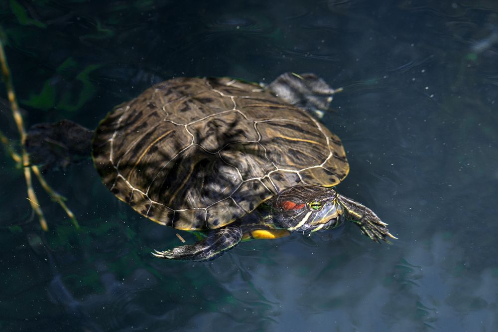 Фотография автора Inga Ivanova