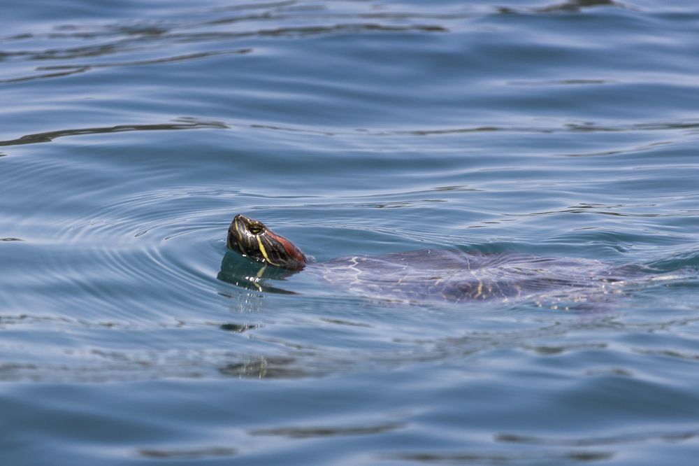 Фотография автора Inga Ivanova