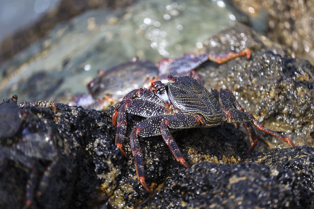 Фотография автора Inga Ivanova