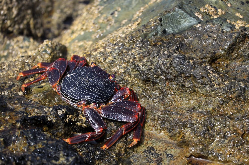 Фотография автора Inga Ivanova