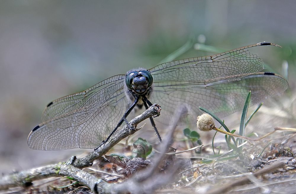 Фотография автора Александр