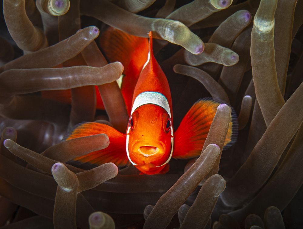 Photograph by Fabi Fregonesi