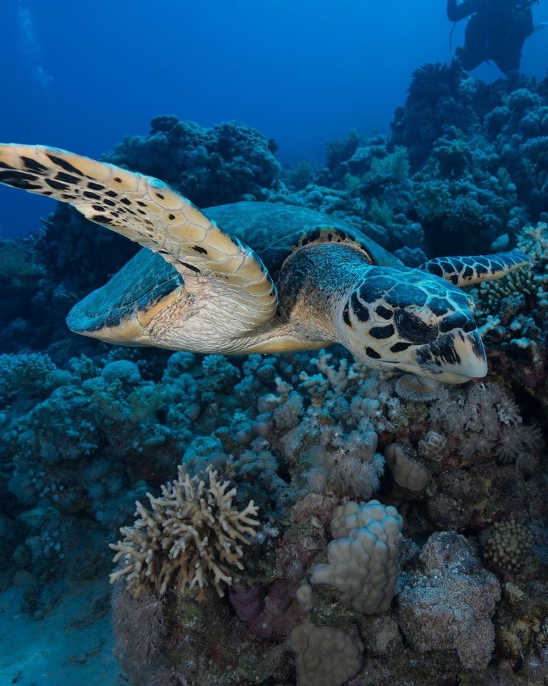 Tortuga verde mar rojo