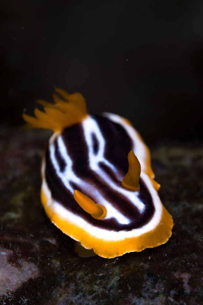 Photograph by Santiago Estrada R