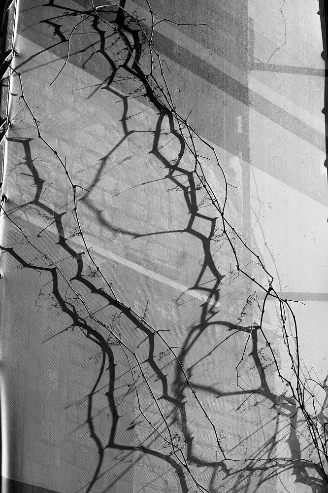 Черная молния