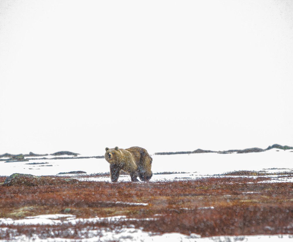 Photograph by Алина Быстрова