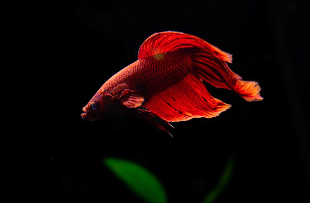 Photograph by Aleksandr Kolonsky