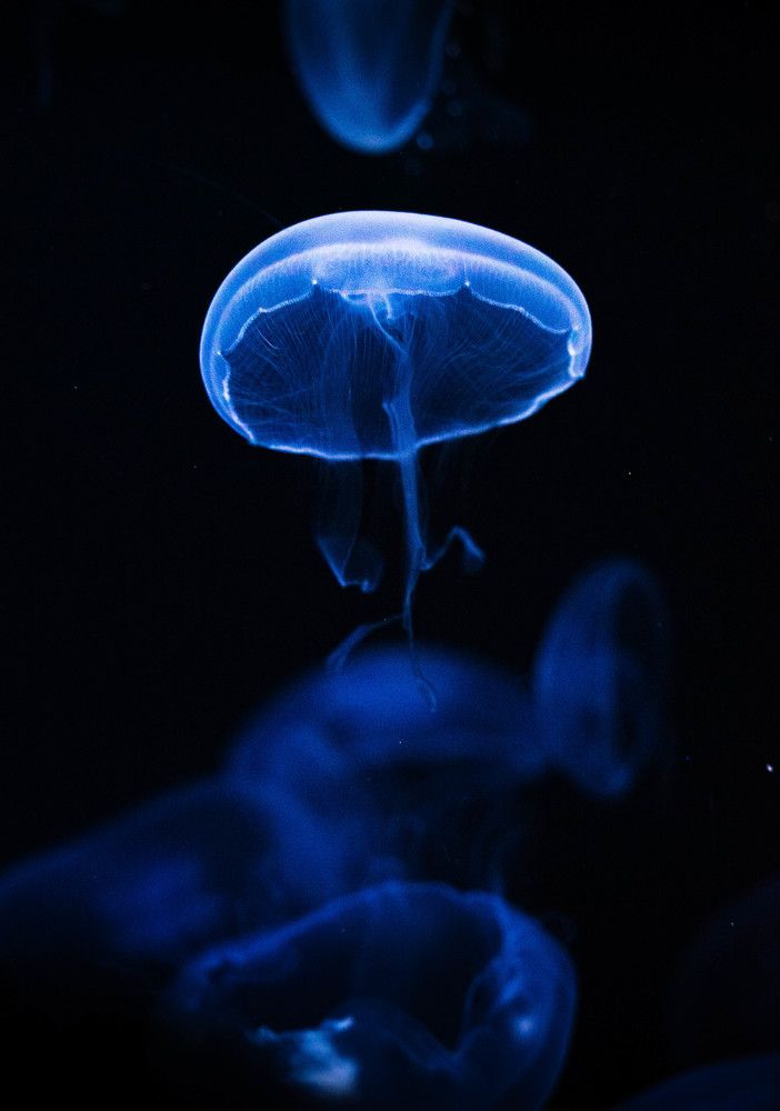 Photograph by Aleksandr Kolonsky