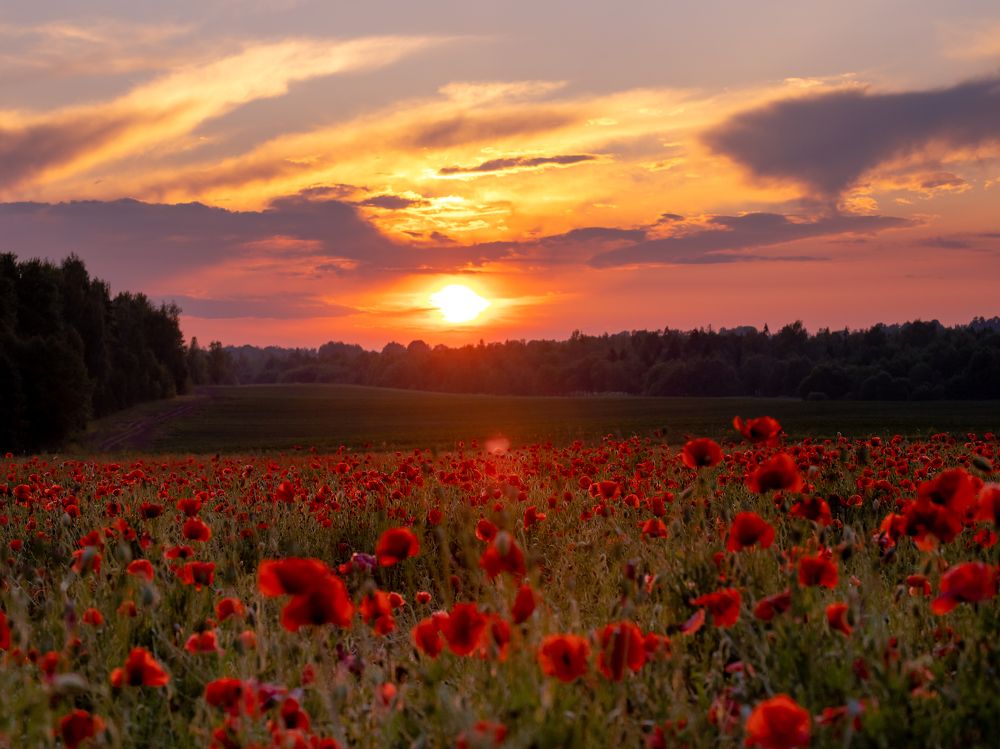 Фотография автора Евгений Чабанный