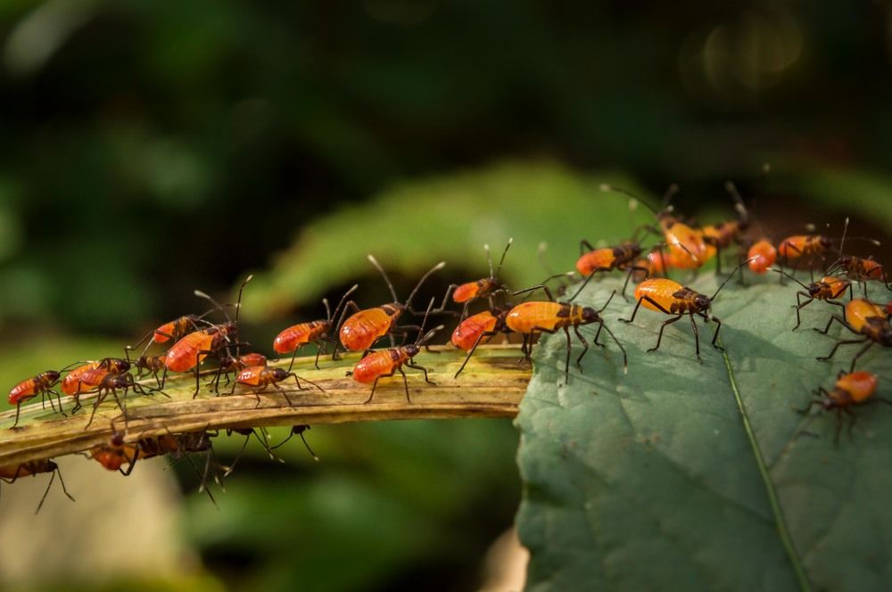 Photograph by Lucas Rimis