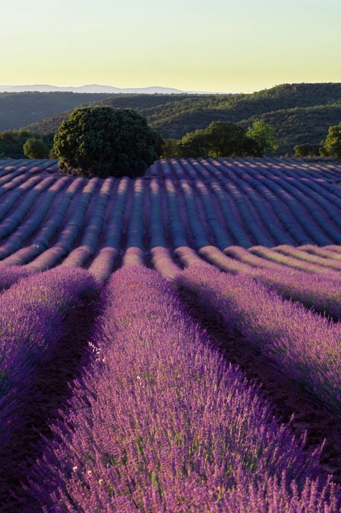 Photograph by Al Rais