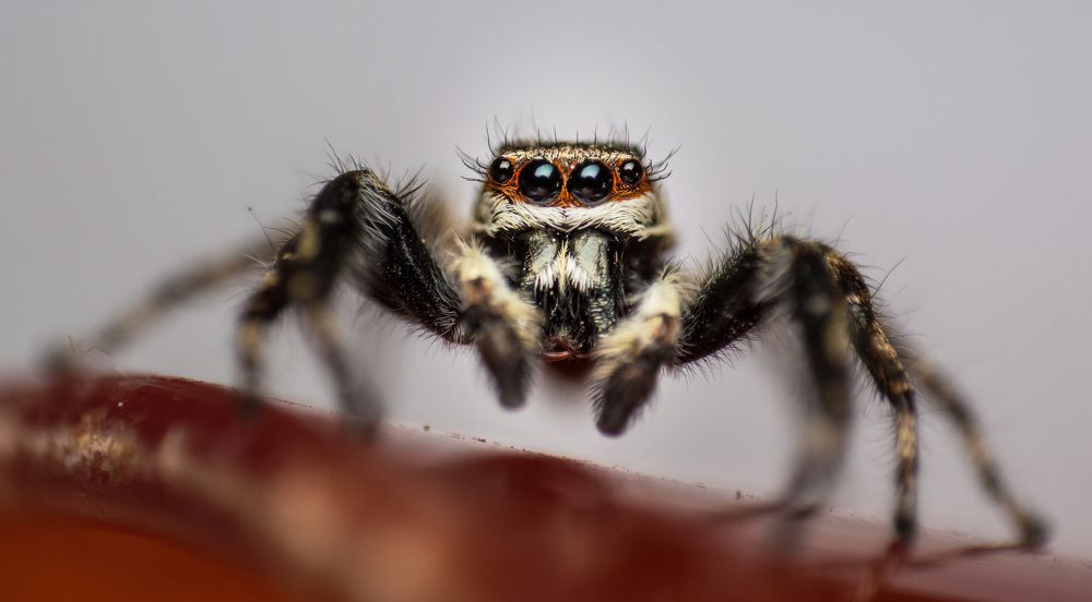 Photograph by Lucas Rimis
