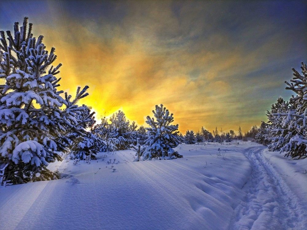 Утро в зимнем лесу