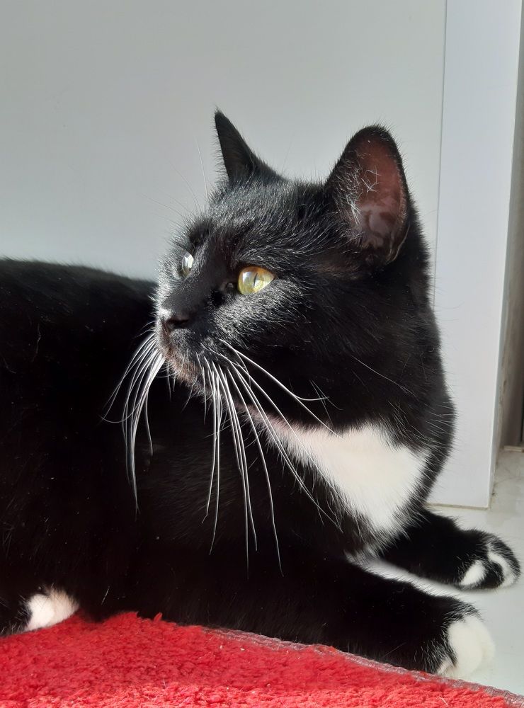 Красное и чёрное