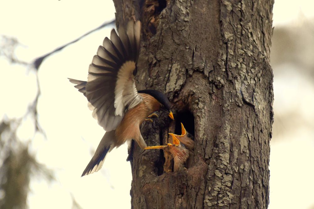 Photograph by Bhavesh Babre