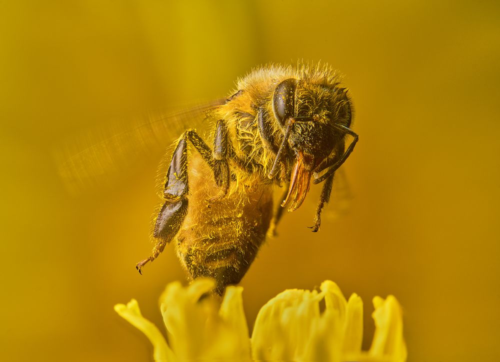 Photograph by Boris Bekelman