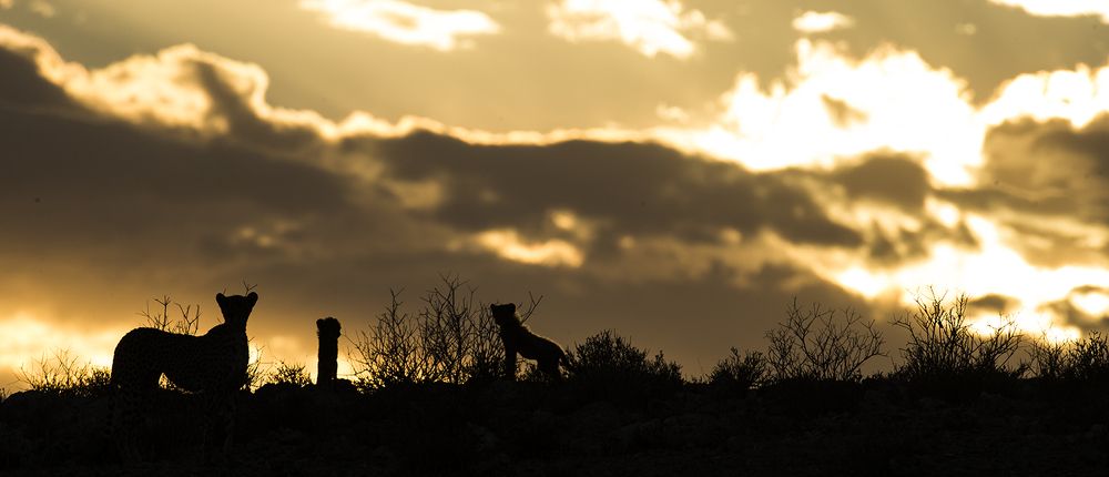 Photograph by Henri Burger
