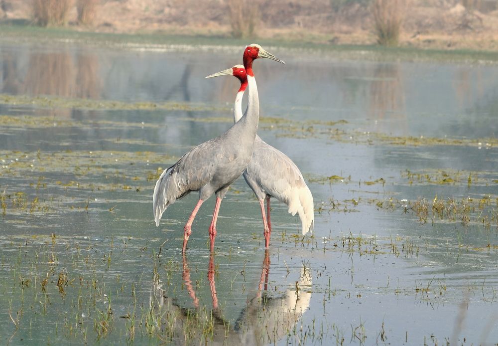 Sarus Cranes