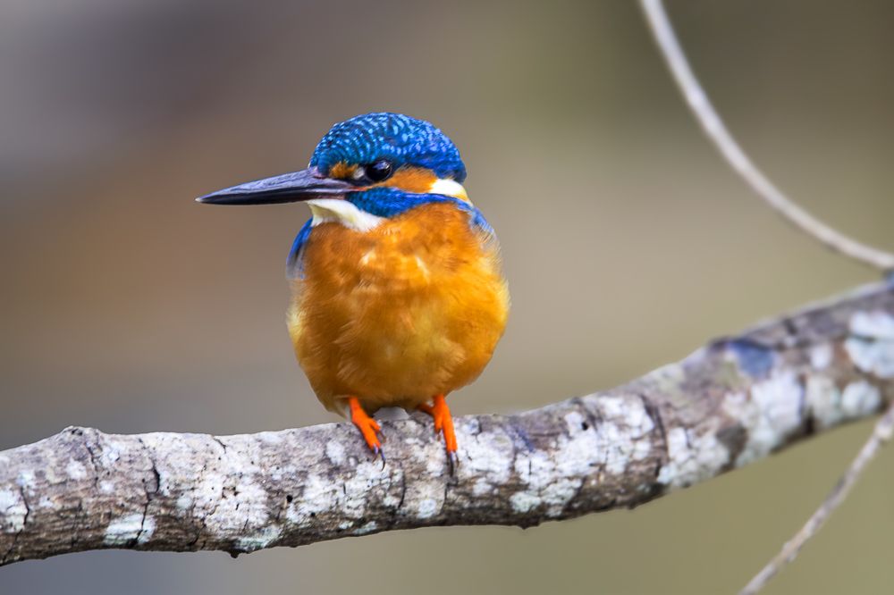 Photograph by Satish Nerlekar