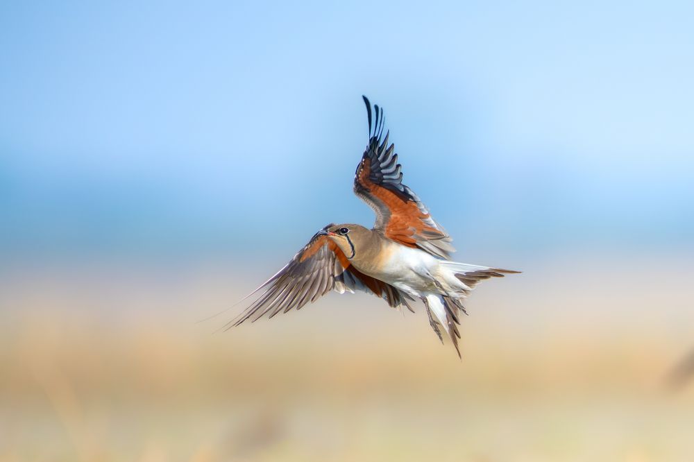 Photograph by Jai Tripathi