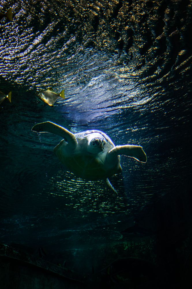 Photograph by Богдан Тарасов