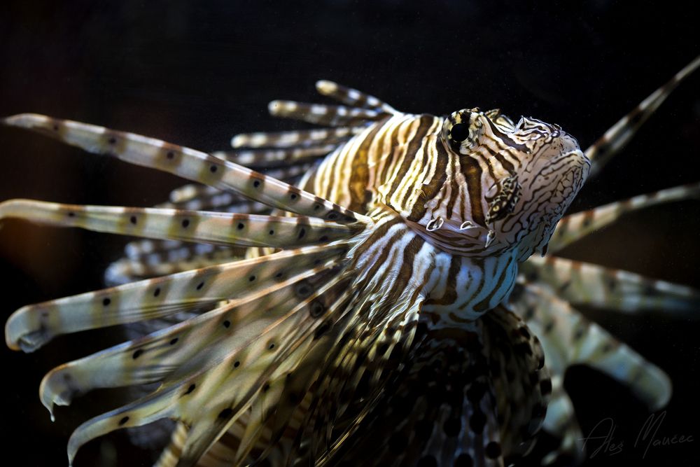 Photograph by Aleš Maučec