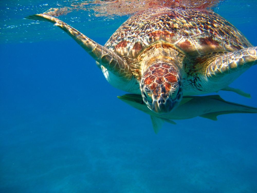 Photograph by Светлана Стрельцова