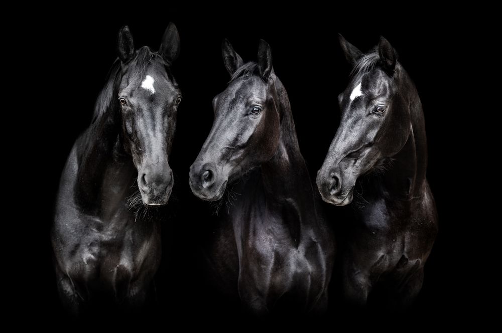 Фотография автора Nadina Ironia