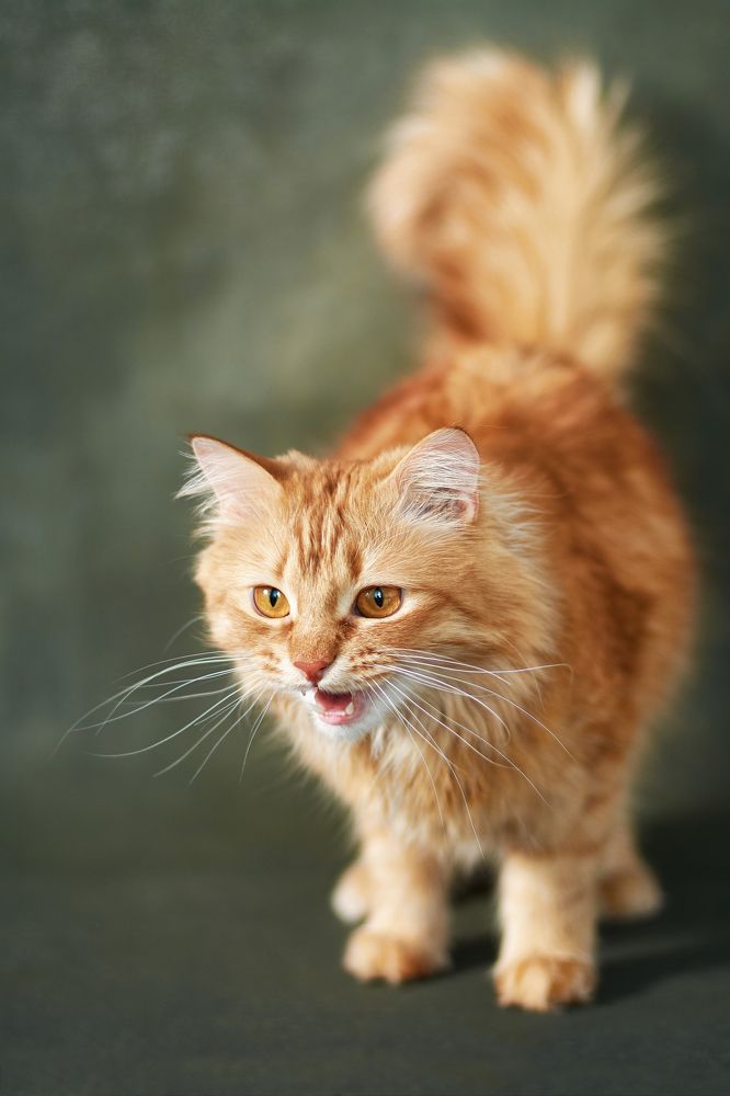 Фотография автора Мария Шабурникова