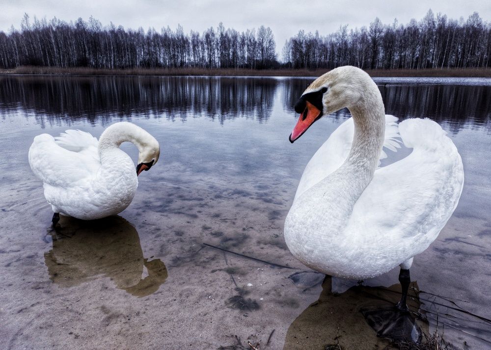 Photograph by Алексей Крукович