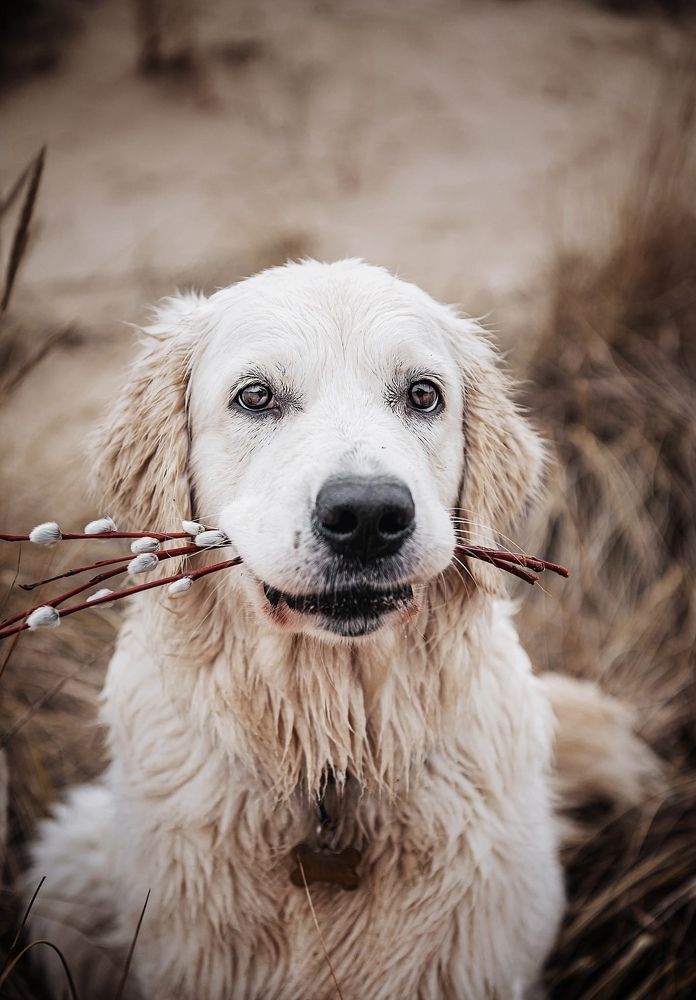 Photograph by Viktorija Gorovaja