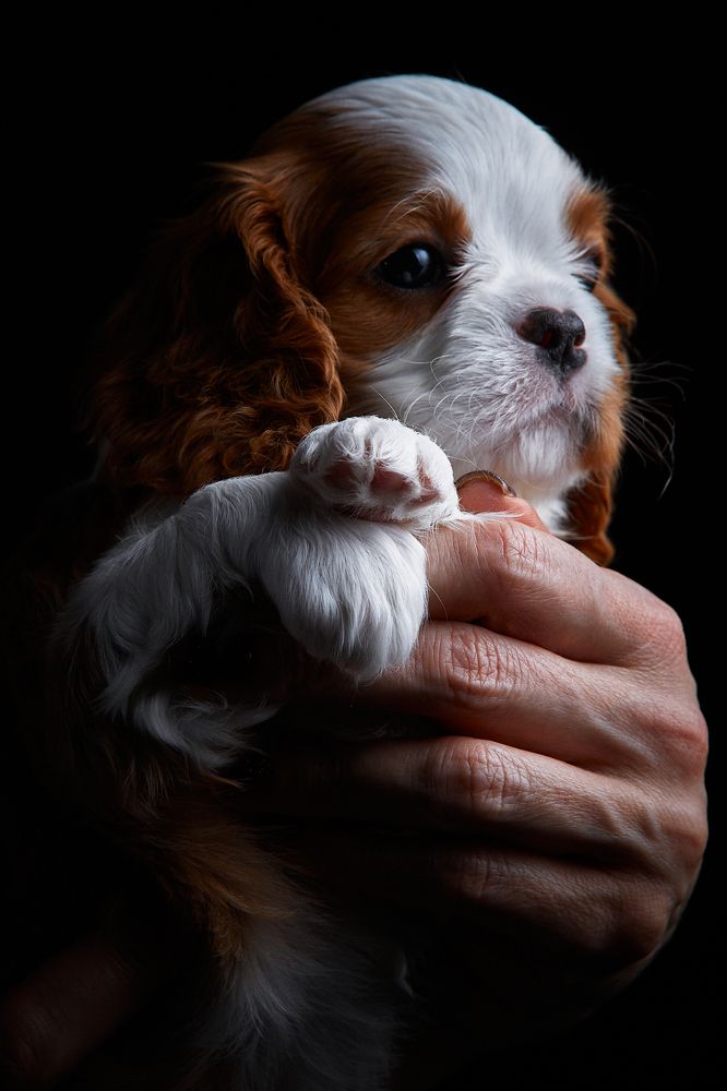 Фотография автора Вострецов Иван