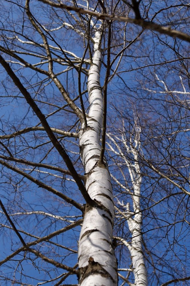 Photograph by Вера Сдвижкова