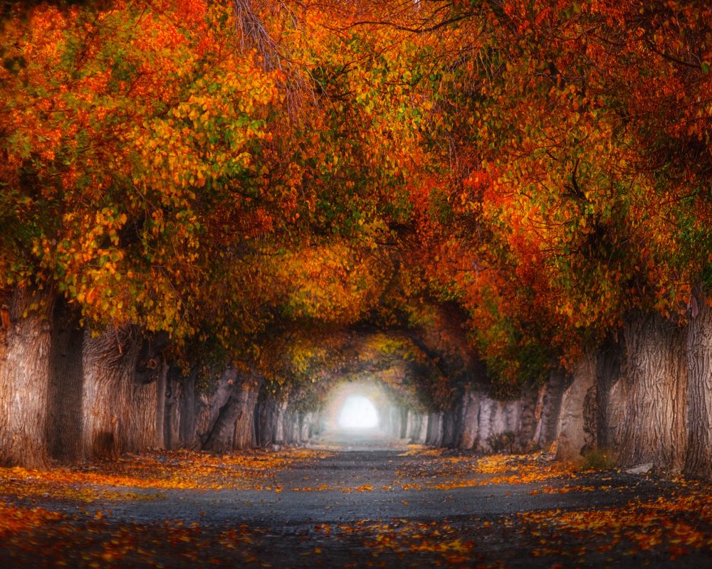 Photograph by Sajad Nori